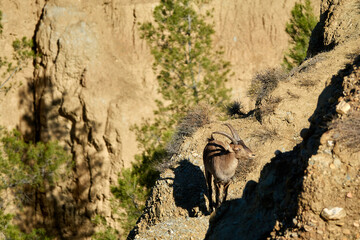 Young male ibex (Capra pyrenaica) walking through the badlands of Marchal, Granada (Spain)