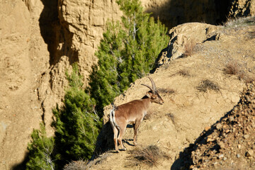 Young male ibex (Capra pyrenaica) walking through the badlands of Marchal, Granada (Spain)