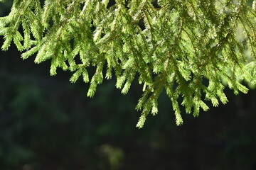 close up of green needles