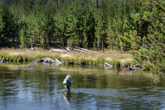 Older Man Fly Fishing In Wyoming USA