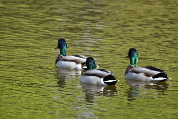 Obraz premium Ducks on water