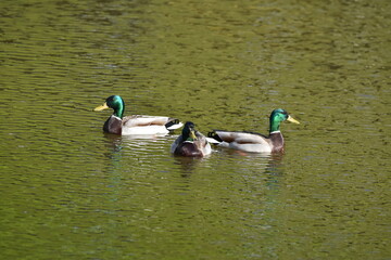 Fototapeta premium Ducks on water