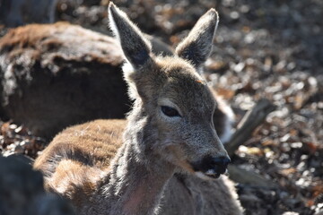 deer in the sun