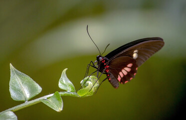 Butterfly on a leaf takes a little break