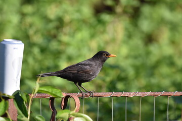 blackbird on a fence
