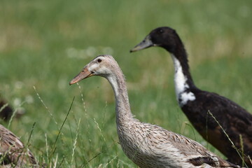 Ducks in grass