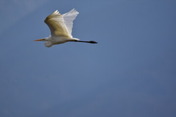 large bird in flight