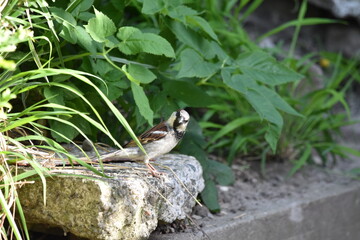 sparrow on a rock