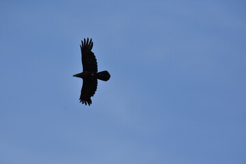 raven or crow in flight