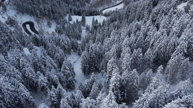 Snow capped fir trees in winter - view from above - travel photography