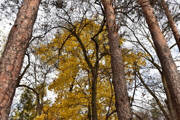 trees in the autumn
