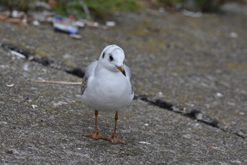seagull on the beach