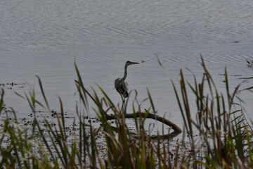 great heron in the marsh