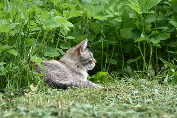 Naklejka na ściany i meble cat on the grass