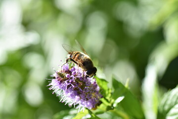 bee on a flower