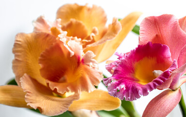 Close-up of Thai orchid on a blurred background, macro photography.