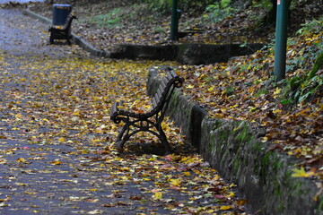 autumn leaves in the park