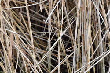 close up of reed 