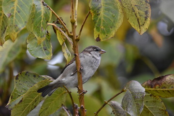 bird on a branch