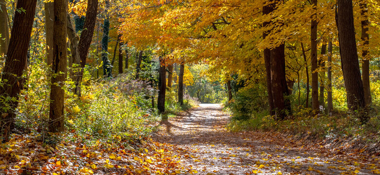 Road through a  colorful Autumn woods in Rural Michigan USA