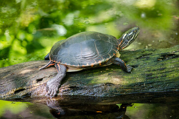 Happy Turtle suns herself on a log in a Indiana pond