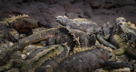 It's iguanas all the way down...