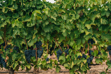 Red grapes ready to be harvested at a vineyard in spain