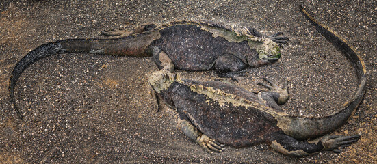 Yin and Yang iguanas