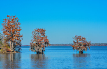 Cypress Trees with Spanish Moss growing on them. In Lake Marion at Santee State Park, Santee,...