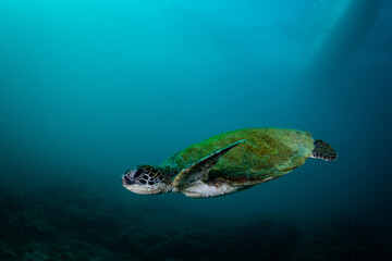 Fototapeta na wymiar Sea Turtel