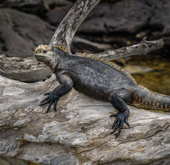 Galapagos Marine iguana