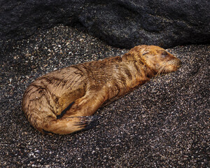 Sleeping seal