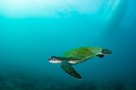 Sea Turtel