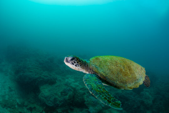 Sea Turtel