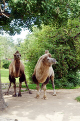 Trampeltier (Camelus ferus), auch Zweihöckriges