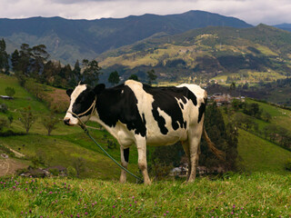 Fototapeta na wymiar Black and white cow in alpine meadow