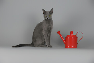 Grey cat with a red decorative watering can for flowers on a grey background. A Russian blue cat with green eyes. 