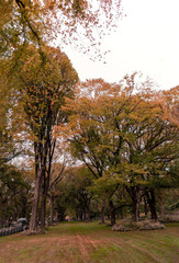 Obraz premium Trees in the Park Plaza Campus nature outside daylight 