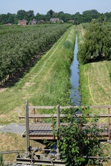 Apple plantation and drainage ditch on a sunny summer day, Finkenwerder, Hamburg, Germany