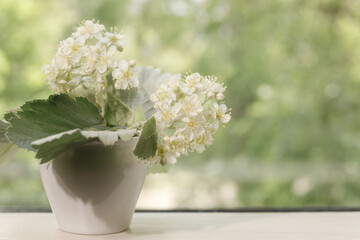 The white blossoms of the mountain ash close up. White flowers in a small white vase on a blurred green background for design on the theme of spring, spring wedding, decor.