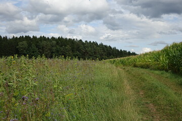 Fields, trail and colourful flowers in the Franconian summer landscape around Aufseß, city with the most breweries per capita worldwide, Aufseß, Upper Franconia, Bavaria, Germany
