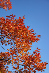 青空の秋の日に色付く木々
