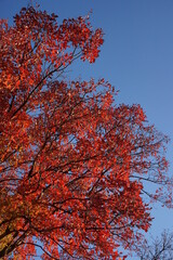 青空の秋の日に色付く木々