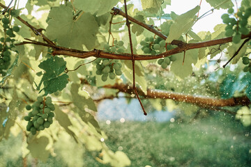 green leaves garden nature sun summer fresh air