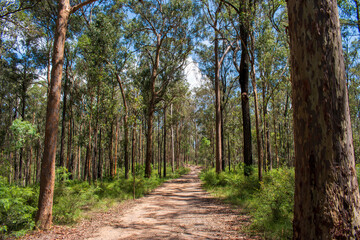 Australian bush - located in Southeast Queensland. Paperbark, gumtree and Wattyl. Featuring tracks, fallen trees and stumps. 