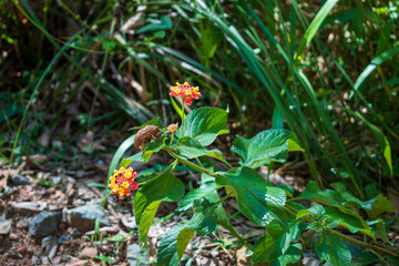 Cicada shell perched on Australian native plant. Orange and yellow flowers visible.