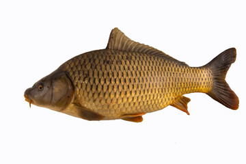 Fototapeta premium Big carp fish isolated on white