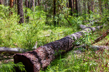 Fototapeta premium Australian bush - located in Southeast Queensland. Paperbark, gumtree and Wattyl. Featuring tracks, fallen trees and stumps. 