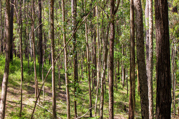 Australian bush - located in Southeast Queensland. Paperbark, gumtree and Wattyl. Featuring tracks, fallen trees and stumps. 