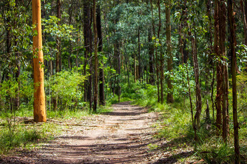 Track leading off into the Australian bush.